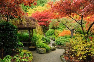 秋日迷人日式庭院景观