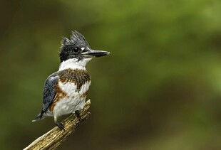 冠羽翠鸟栖息于枝头