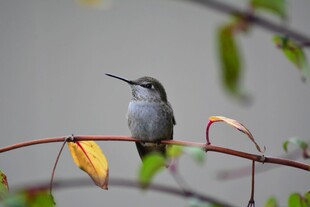 枝头小鸟
