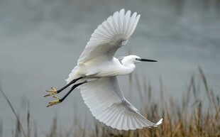 白鹭展翅翱翔于湿地