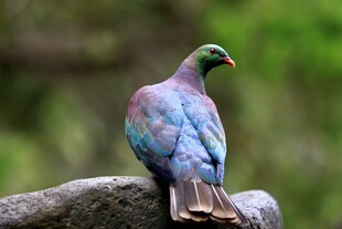 多彩鸽子栖息于岩石上