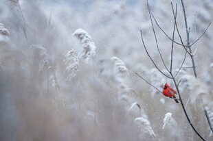 雪中独绽红梅