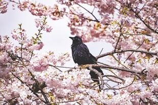 黑鸟栖于盛开樱花枝间