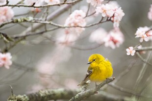 黄鸟栖于繁花盛开枝头