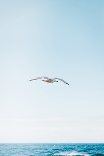 海空翱翔的飞鸟