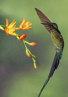 蜂鸟悬停于明艳花朵旁