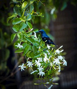 蓝鸟栖于白花绿叶间