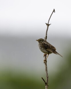 枝头小鸟