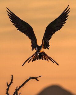 夕阳下展翅翱翔的飞鸟