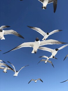 蓝天中翱翔的成群海鸥