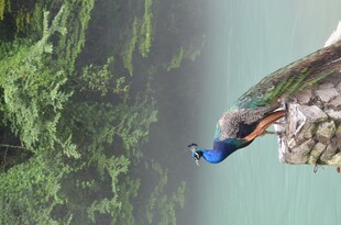孔雀枝头望葱郁山林