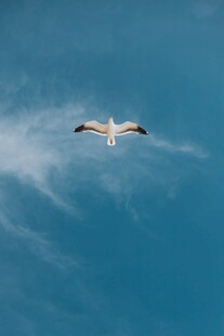 蓝天翱翔的海鸥