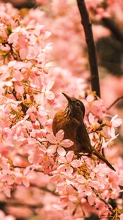 蜂鸟栖于烂漫粉色花枝间