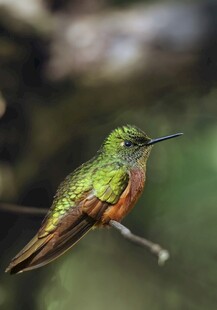翠绿蜂鸟栖息枝头