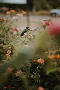 花丛中栖息的小鸟