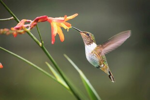 蜂鸟花间采蜜瞬间
