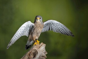 展翅雄鹰立于枝头