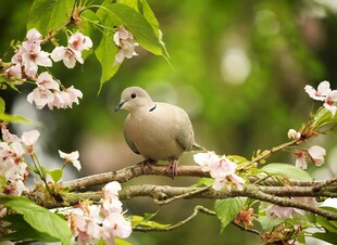 枝头双鸽伴繁花