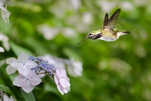 蜂鸟花间飞舞