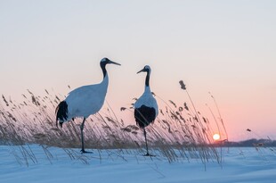 夕阳下的双鹤雪地漫步
