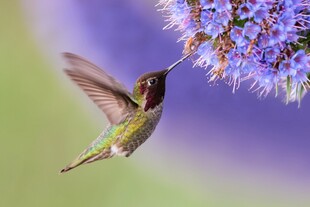 蜂鸟吸食紫色花朵花蜜