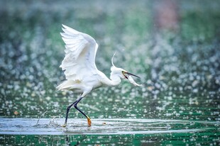 白鹭雨中展翅踏水瞬间