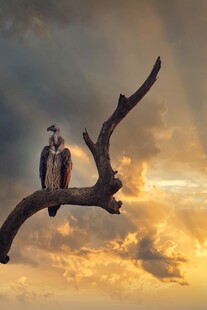 夕阳下枝头的两只猫头鹰