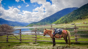 草原骏马与山水美景