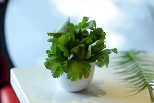 茼蒿菜