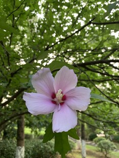 木槿