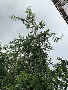 枣树