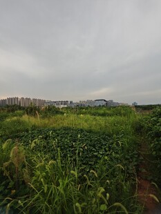 田野中的葱郁植物景观