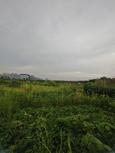 广袤绿野