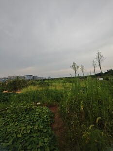 乡村田野风光