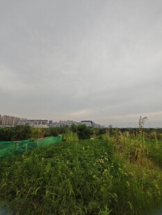 田野绿植与远处建筑景观