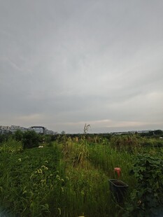 田野草地间的阴沉天空