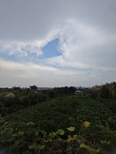 田园风光下的葱郁植物