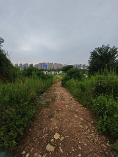 乡间小径