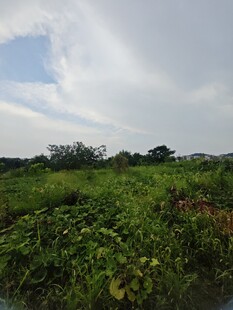 田野绿意风光