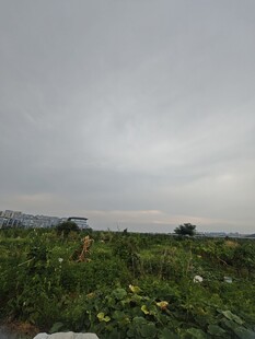 阴天田野景象