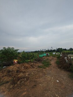 乡村土路旁的自然景致