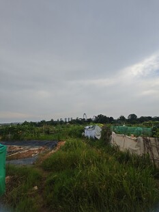 乡村田野风景