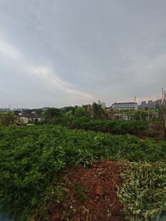 田园风光中的繁茂绿植