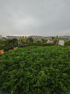 绿意盎然的田园景象