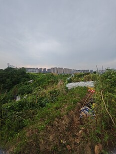 城郊湿地景观