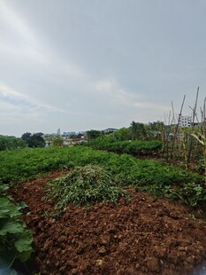 田园菜地风光