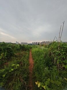乡间小径
