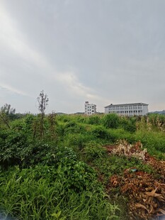 田野中的绿色植被与建筑