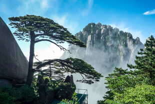 黄山奇松与云雾缭绕美景