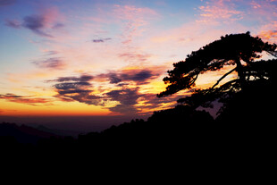 夕阳下的孤松美景